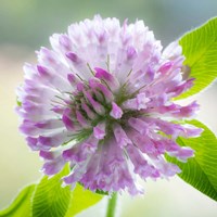 Clover Blossom Flowers Fine Art Print