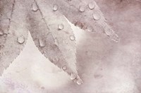 Dew Drops On A Maple Leaf Fine Art Print