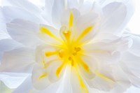 Close-Up Of A Begonia Blossom Fine Art Print