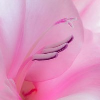 Close-Up Of A Pink Gladiola Blossom Fine Art Print