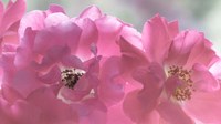 Close-Up Of Pink Rose Blossoms Fine Art Print