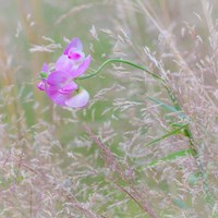 Sweet Pea Blossoms In A Meadow Fine Art Print
