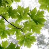 Big Leaf Maples In Summer Fine Art Print