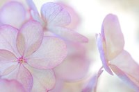 Close-Up Of Soft Pink Hydrangea Flower Fine Art Print