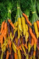 Display Of Carrot Varieties Fine Art Print