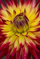 Detail Of A Vibrant Dahlia Flower Fine Art Print