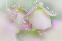 Dew Drops On Ornamental Oregano Fine Art Print