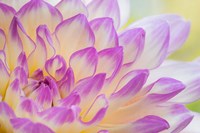 Dahlia Flower Close-Up Fine Art Print