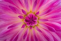 Bright Pink Dahlia Blossom Detail Fine Art Print