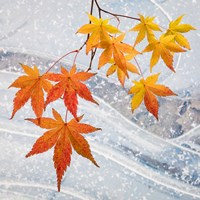 Japanese Maple Leaves Above Ice Fine Art Print