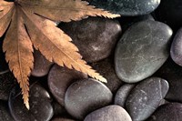 Zen Maple Leaf On Rocks Fine Art Print