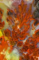 Plume Agate Fine Art Print