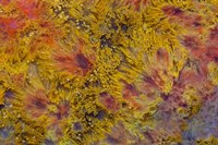 Indonesian Flame Agate Fine Art Print