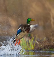 Mallard Duck Takes Flight Off Lake Washington Fine Art Print