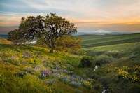 An Oak Tree At Columbia Hills State Park Fine Art Print