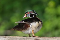 Wood Duck Preens While Perched On A Log Fine Art Print