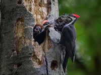 Pileated Woodpecker Aside Nest With Two Begging Chicks Fine Art Print