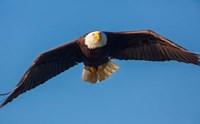 Bald Eagle In Flight Over Lake Sammamish Fine Art Print