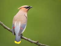 Cedar Waxwing On A Perch Fine Art Print