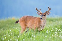 A Black-Tailed Buck In Velvet Feeds On Subalpine Wildflowers Fine Art Print