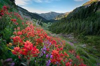 Wildflowers Above Badger Valley In Olympic Nationl Park Fine Art Print