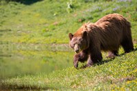American Black Bear In A Wildflower Meadow Fine Art Print