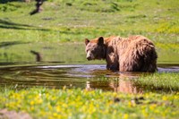 American Black Bear Takes A Cool Bath Near Mystic Lake Fine Art Print
