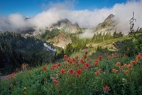 Indian Paintbrush Landscape Near The Tatoosh Range Fine Art Print