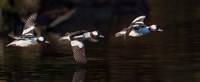 Flight Sequence Of A Buffleheads Fine Art Print