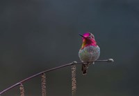 Anna's Hummingbird Lashes Its Iridescent Gorget Fine Art Print