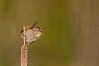Wren Sings From A Cattail In A Marsh On Lake Washington Fine Art Print