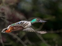 Northern Shoveler In Flight Fine Art Print