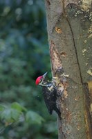 Pileated Woodpecker Holing Out A Nest Fine Art Print