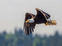 Bald Eagle In Flight With Fish Over Lake Sammamish Fine Art Print