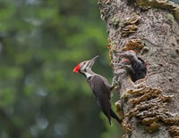 Pileated Woodpecker With Begging Chicks Fine Art Print