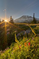 Sunset At Mazama Ridge, Washington Fine Art Print