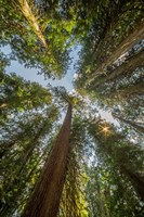 Tall Conifers At The  Grove Of The Patriarchs, Mt Rainier National Park Fine Art Print