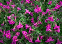 Pattern Of Lewis's Monkeyflowers Fine Art Print