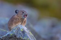 Pika With Its Tongue Out Fine Art Print