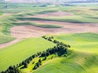 Aerial Shot In The Palouse Region Of Eastern Washington Fine Art Print