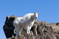Mountain Goat Climbing Rocks Fine Art Print