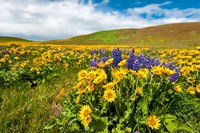 Spring Wildflowers Cover The Meadows At Columbia Hills State Park Fine Art Print