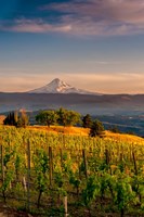 Mt Hood From A Vineyard Fine Art Print