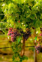 Grenache Block In A Vineyard Fine Art Print