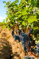 Vineyard Grapes Near Harvest Fine Art Print