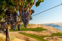 Merlot Grapes Hanging In A Vineyard Fine Art Print