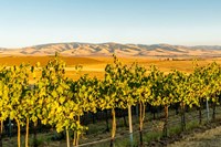 The Blue Mountains Overlook A Vineyard, Washington State Fine Art Print