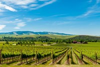 Vineyard Landscape In Walla Walla Fine Art Print