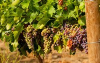 Wine Grapes In Veraison In A Vineyard Fine Art Print
