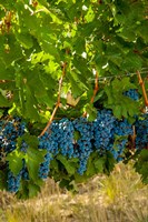 Cabernet Sauvignon Grapes Near Harvest Fine Art Print